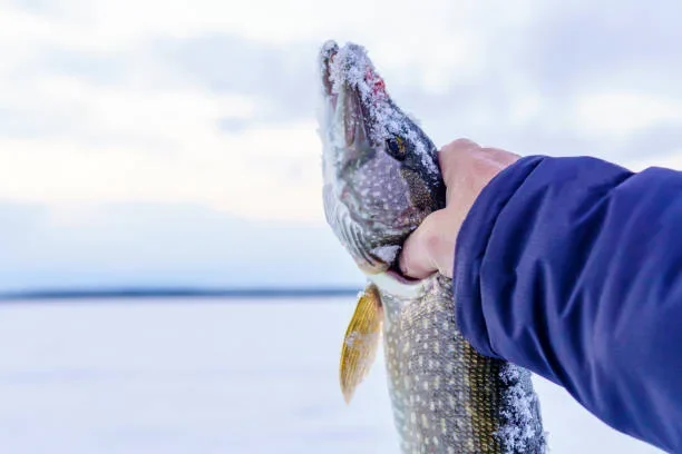 Ice Fishing in Fairbanks: A Thrilling Winter Adventure ice fish