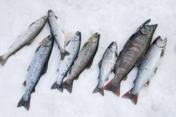 Ice Fishing in Fairbanks: A Thrilling Winter Adventure iced fishes