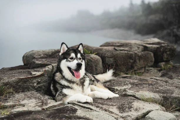 How Long Do Alaskan Malamutes Live? Life Expectancy, Lifespan & Health Insights malamute on rocks