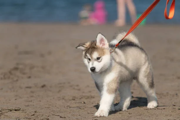 How Long Do Alaskan Malamutes Live? Life Expectancy, Lifespan & Health Insights malamute