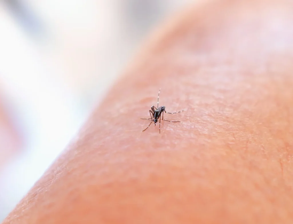 mosquito on a persons arm