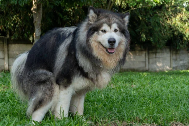 How Long Do Alaskan Malamutes Live? Life Expectancy, Lifespan & Health Insights old alaskan malamute