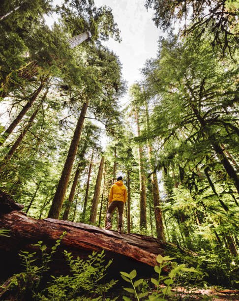 Guide to Glacier Gardens Rainforest Adventure: Tickets, Photos & Reviews rainforest tour