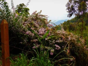 Guide to Glacier Gardens Rainforest Adventure: Tickets, Photos & Reviews riotous flora