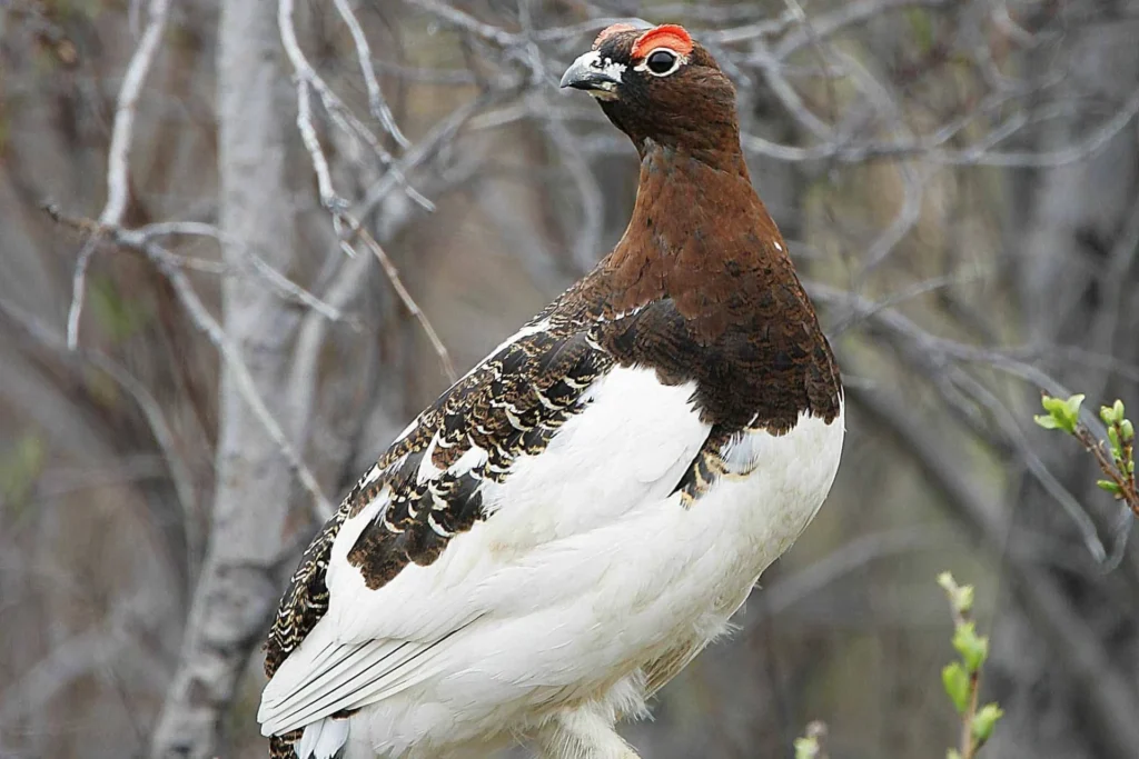 state-bird-of-alaska-willow-ptarmigan