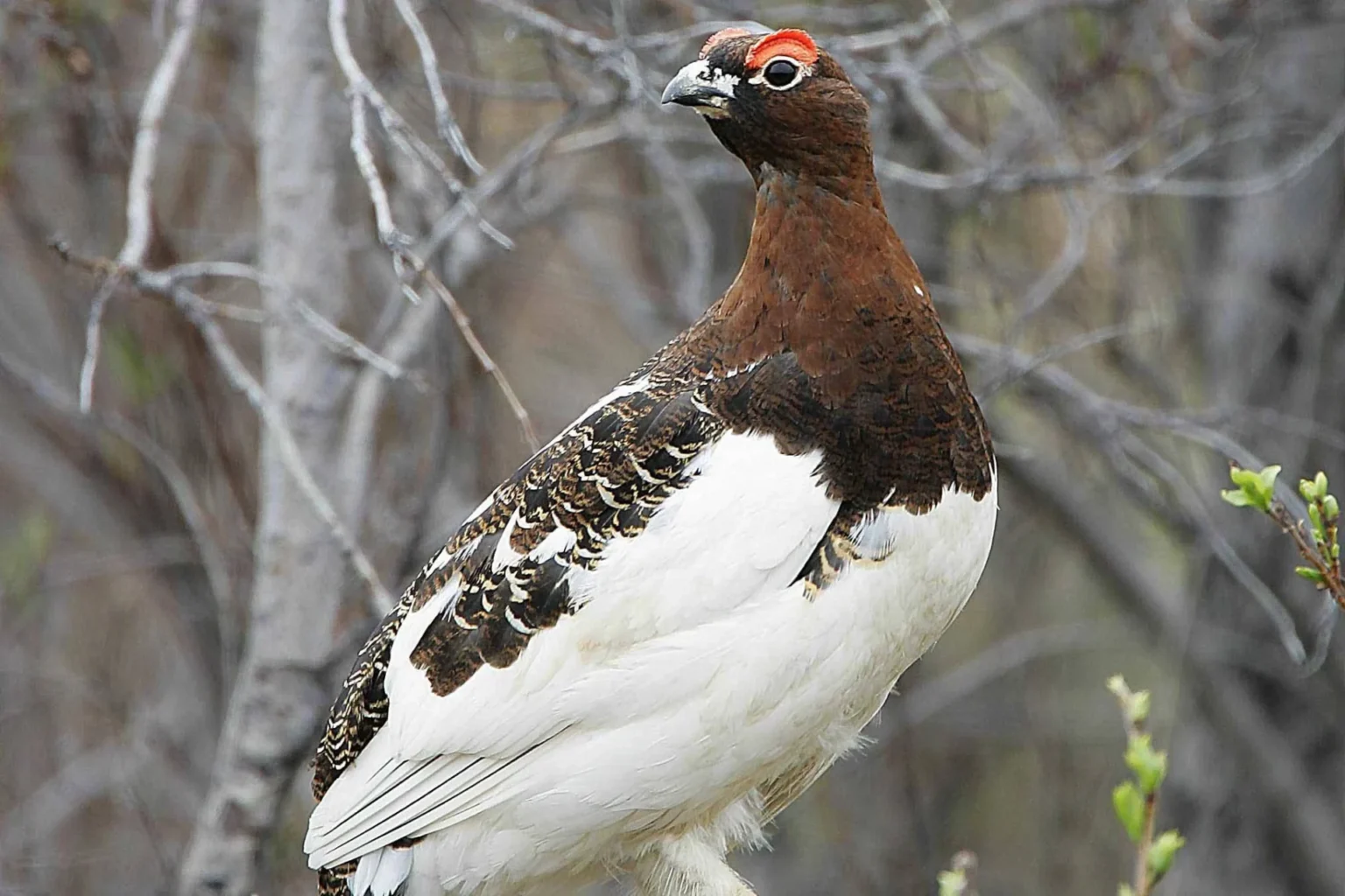 state-bird-of-alaska-willow-ptarmigan
