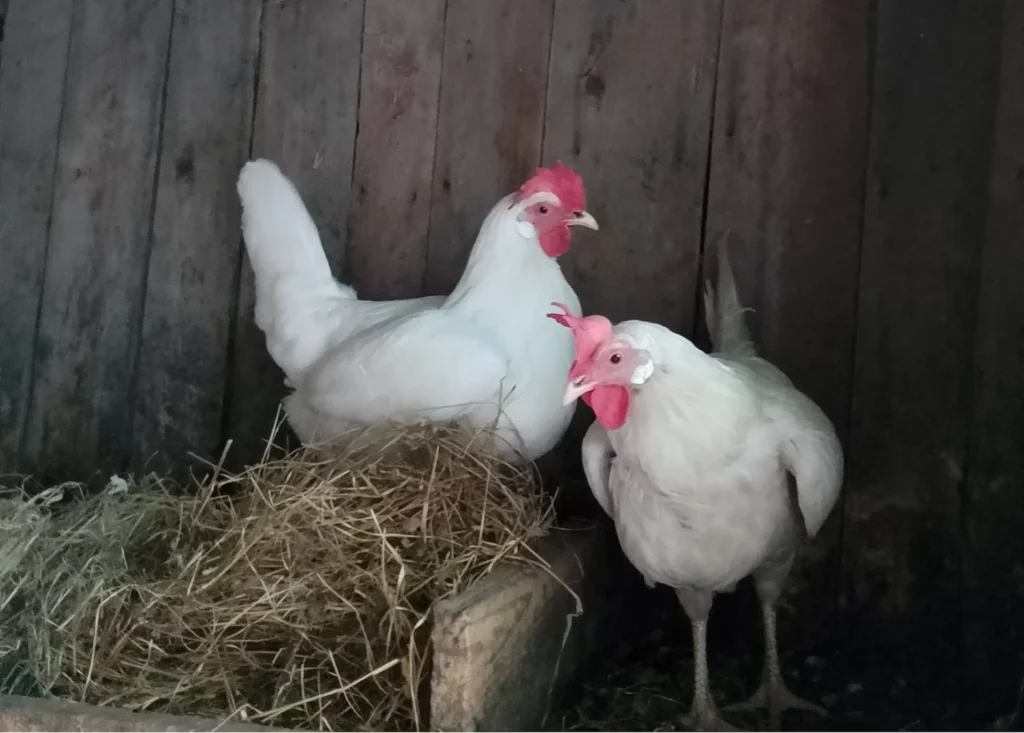 two chickens standing on the pile of hay (1)