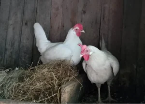 two chickens standing on the pile of hay (1)