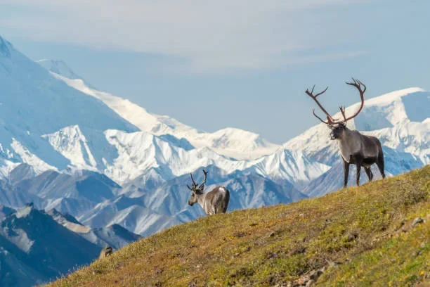 Wild Alaska: Case Study on the Boom and Barriers of Adventure Tourism wildlife operators