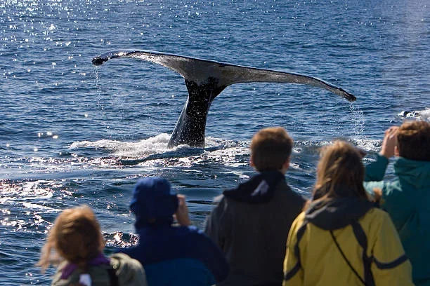 Wild Alaska: Case Study on the Boom and Barriers of Adventure Tourism wildlife tourism