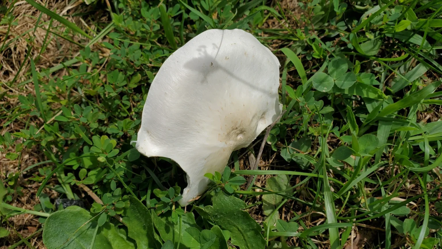 Scientists Explore Plastic-Eating Mushroom As Eco-Friendly Solution A Mushroom