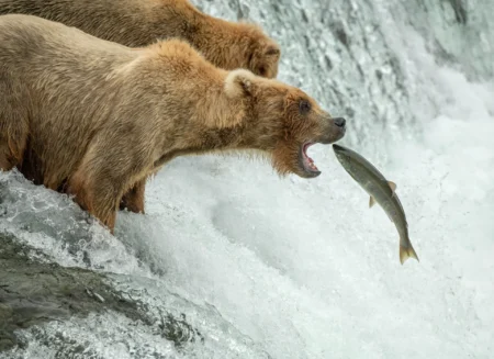 Stop Chop and Throw Campaign Warns Anglers of Bear Risks A brown bear trying to eat a fish.