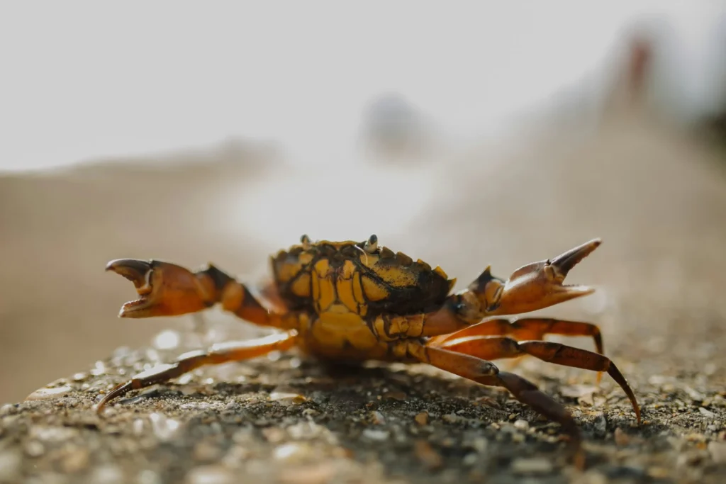 A crab