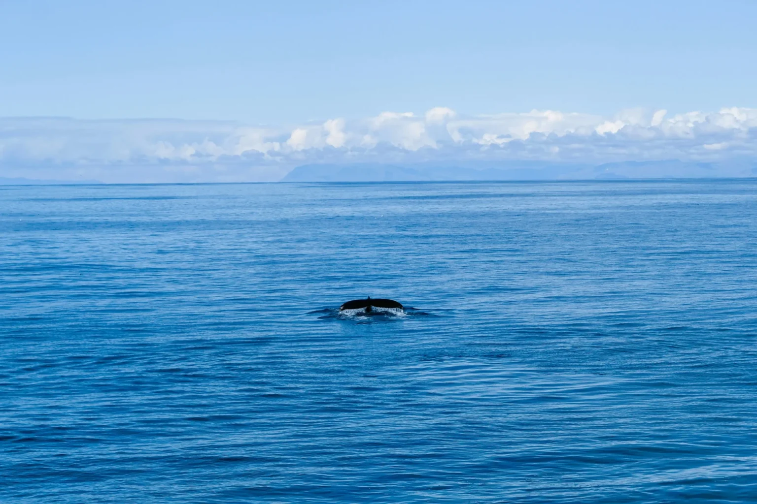 Scientists Find Algal Toxins In Alaskan Bowhead Whales Amid Warming Arctic A whale in the ocean.