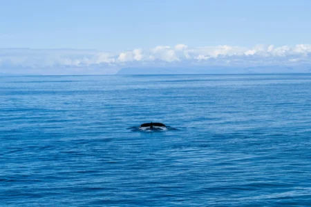 A whale in the ocean.