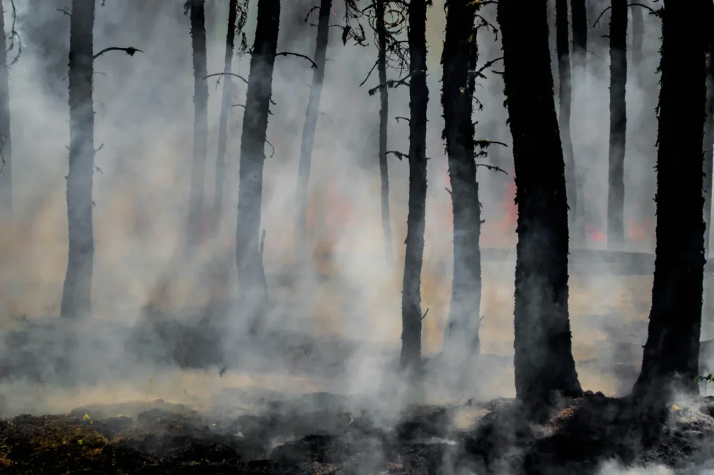 A wildfire