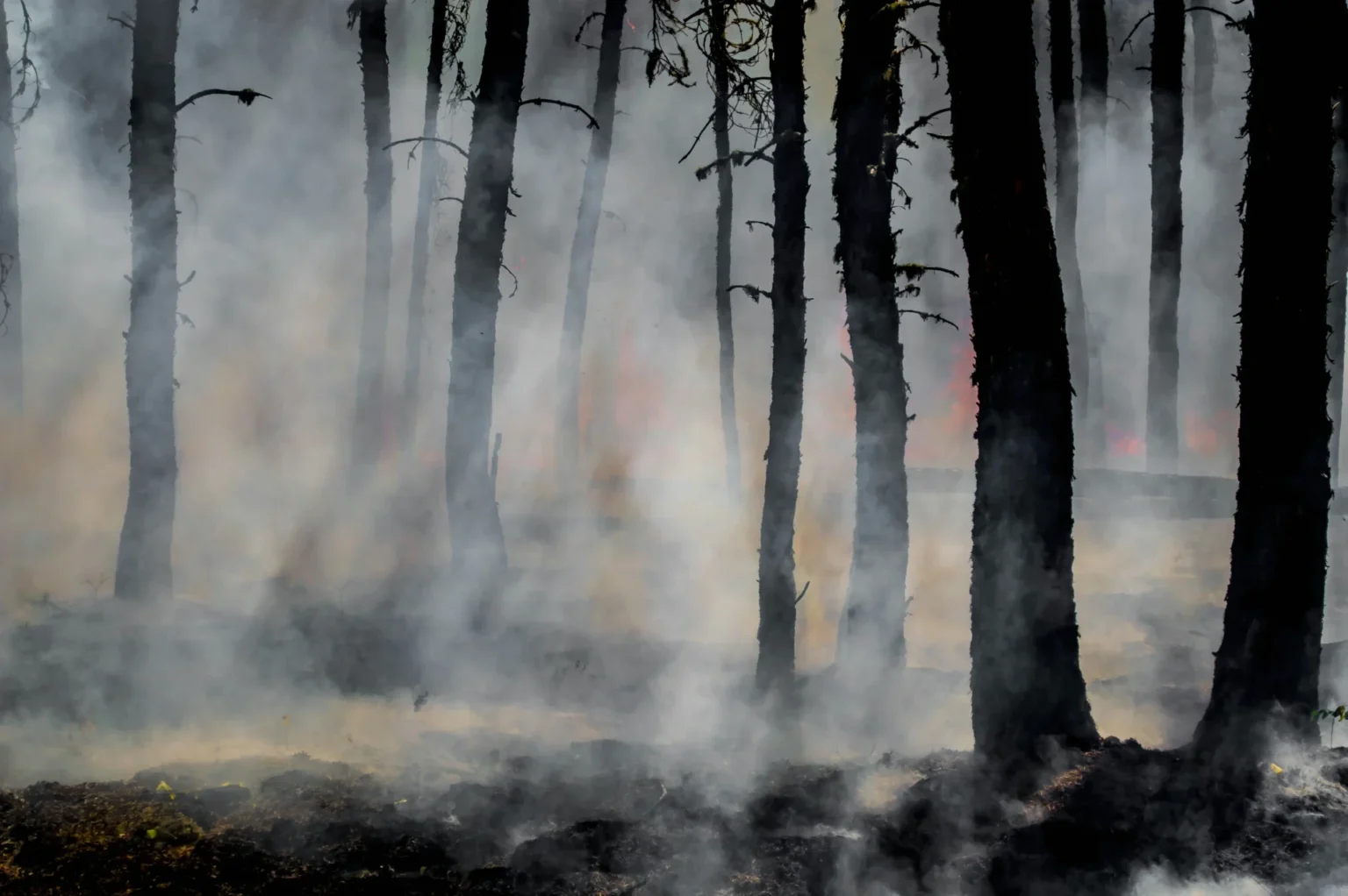 A wildfire