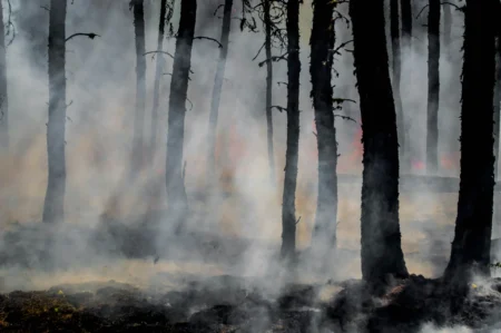 A wildfire