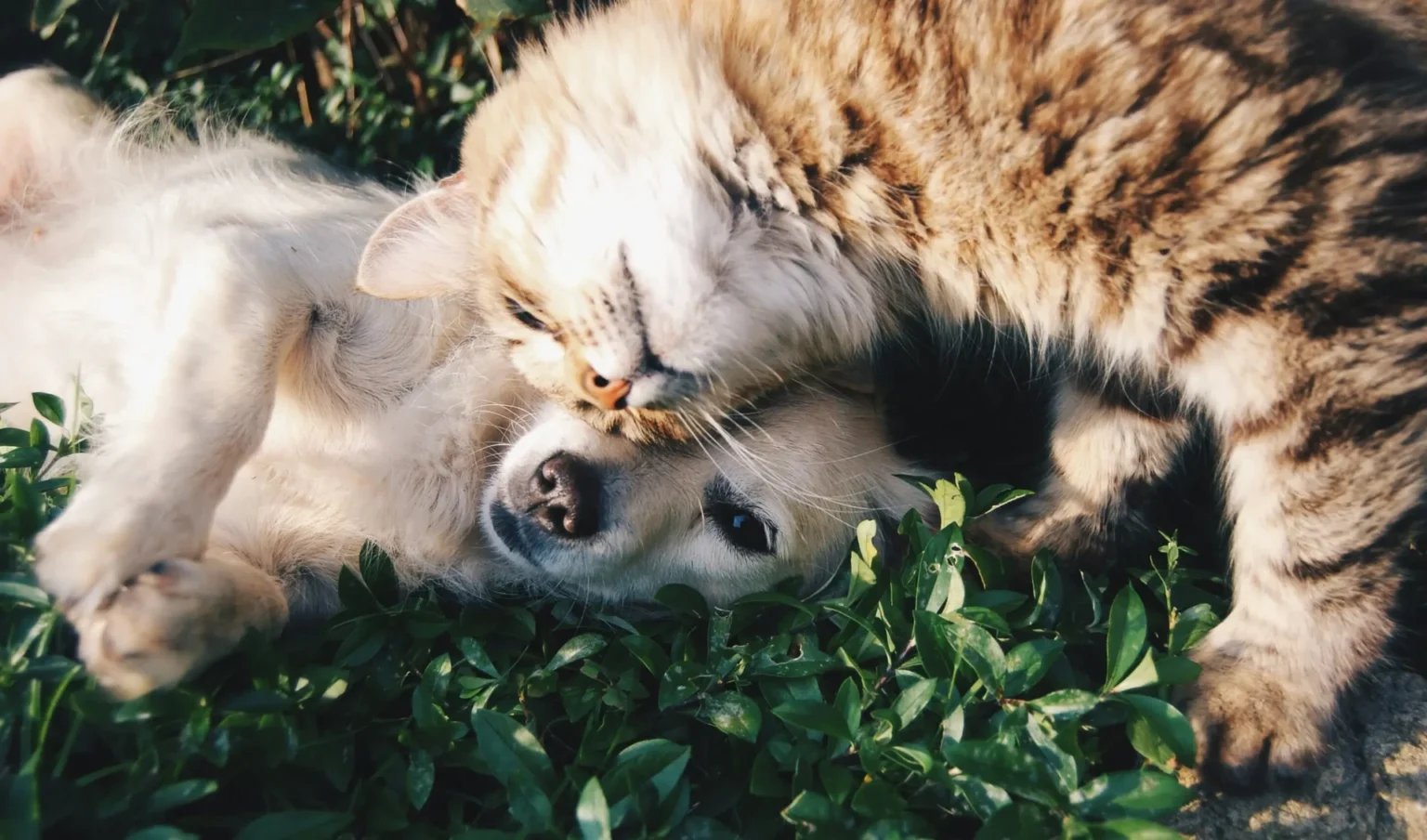 First 907Chip Station Launches in Alaska to Help Lost Pets A cat and a dog playing together.