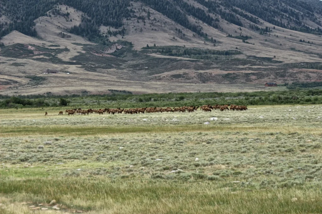 A herd of animals.
