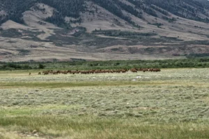 A herd of animals.