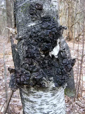 How to Harvest Wild Blueberries, Chaga, and Spruce Tips in Remote Alaska Mountains Chaga Mushrooms