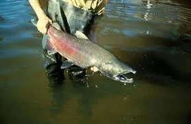 Most Popular Alaskan Food: Traditional Dishes That Define the Last Frontier Chinook