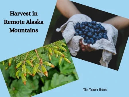 How to Harvest Wild Blueberries, Chaga, and Spruce Tips in Remote Alaska Mountains