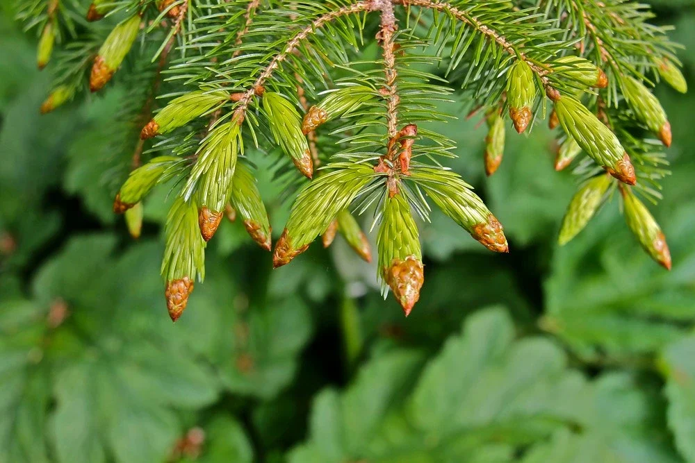 How to Harvest Wild Blueberries, Chaga, and Spruce Tips in Remote Alaska Mountains Spruce Tips