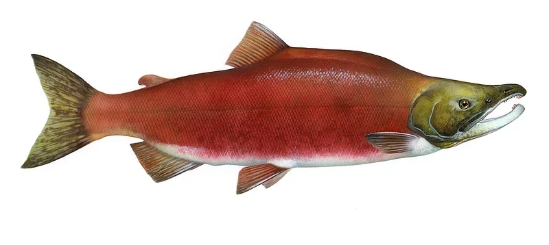 Most Popular Alaskan Food: Traditional Dishes That Define the Last Frontier Wild Salmon