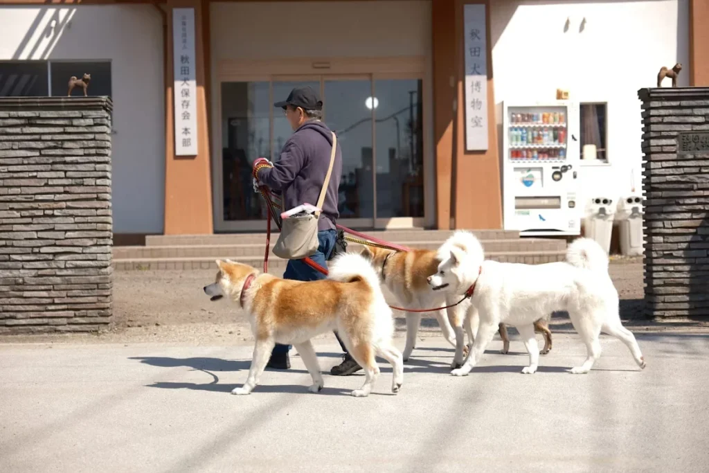 a man walking with three dogs