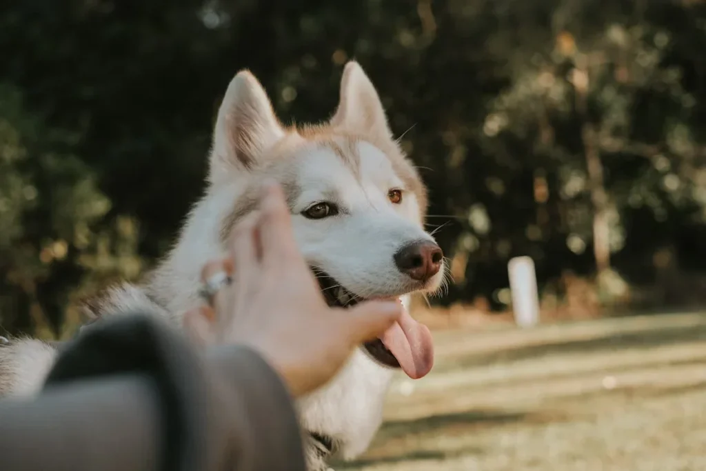 Who Can Benefit from Dog Boarding Services a person petting a dog