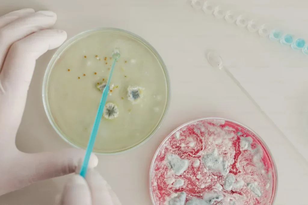 Petri Dish vs Flask: Key Differences in Labware for Cell and Bacterial Cultures a person wearing white gloves holding a blue brush and petri dih