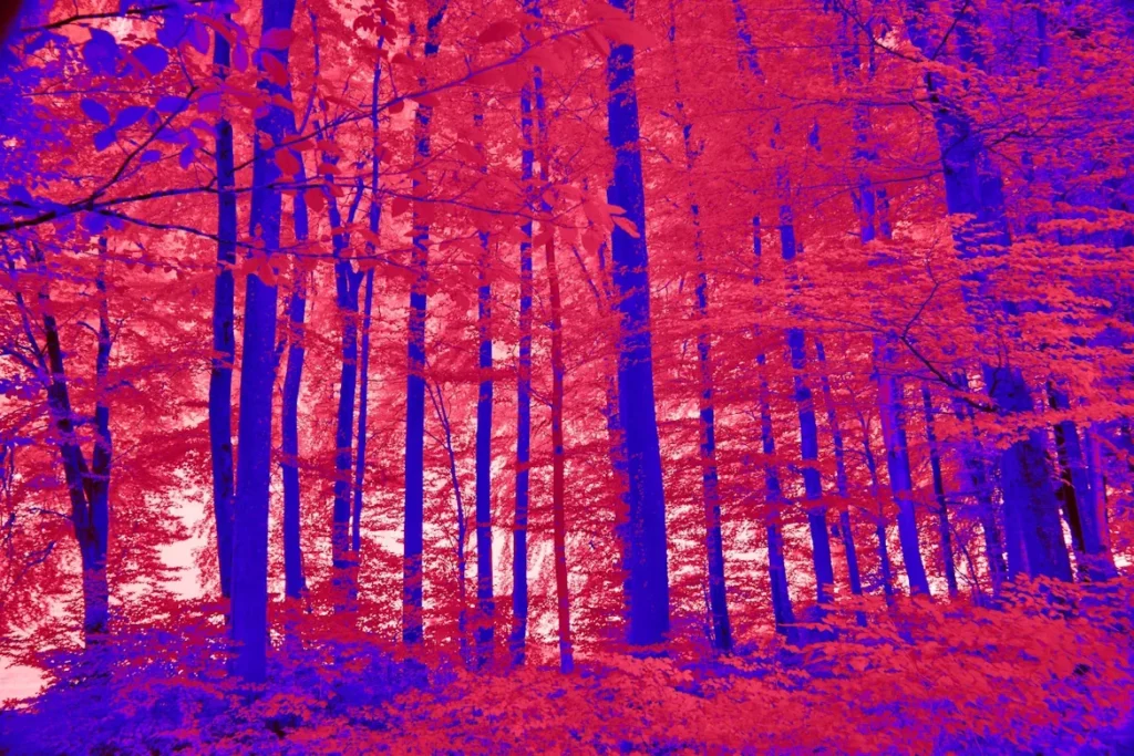 What are Thermal Rifle Scopes? a red and blue infrared image of forest