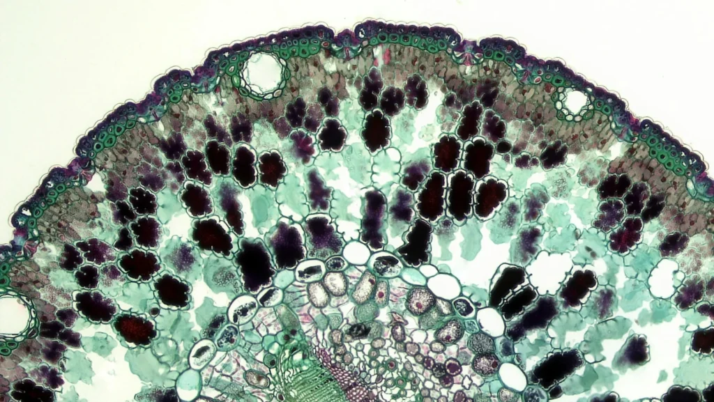 a view of cell through microscope