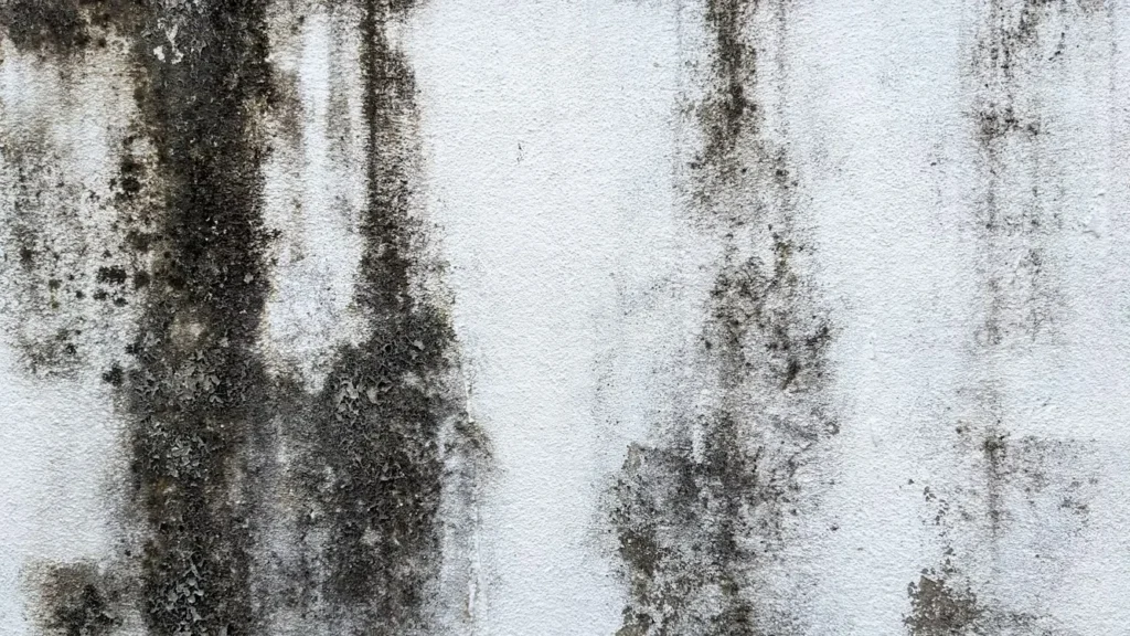 a white wall with black mold on it