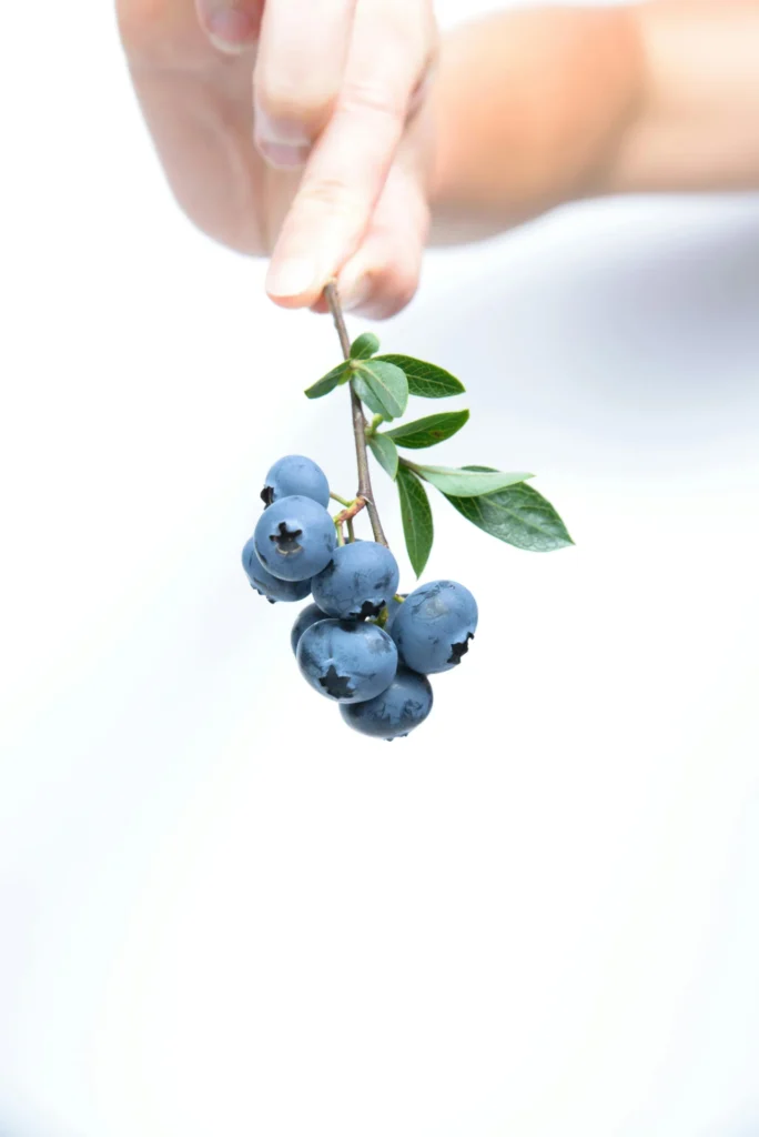 How to Harvest Wild Blueberries, Chaga, and Spruce Tips in Remote Alaska Mountains blueberries