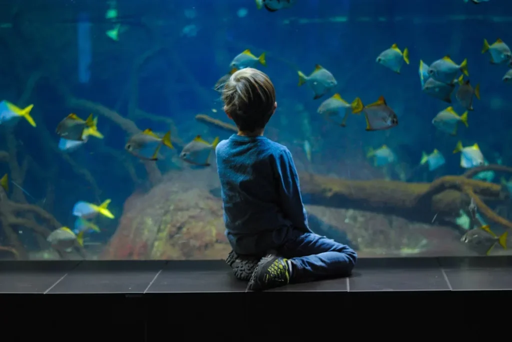 Dive into Wonder: A Day at the S.E.A. Aquarium and Attractions Nearby child sitting in front of fish tank