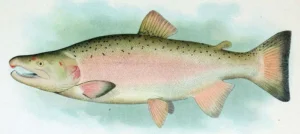 Most Popular Alaskan Food: Traditional Dishes That Define the Last Frontier coho-salmon