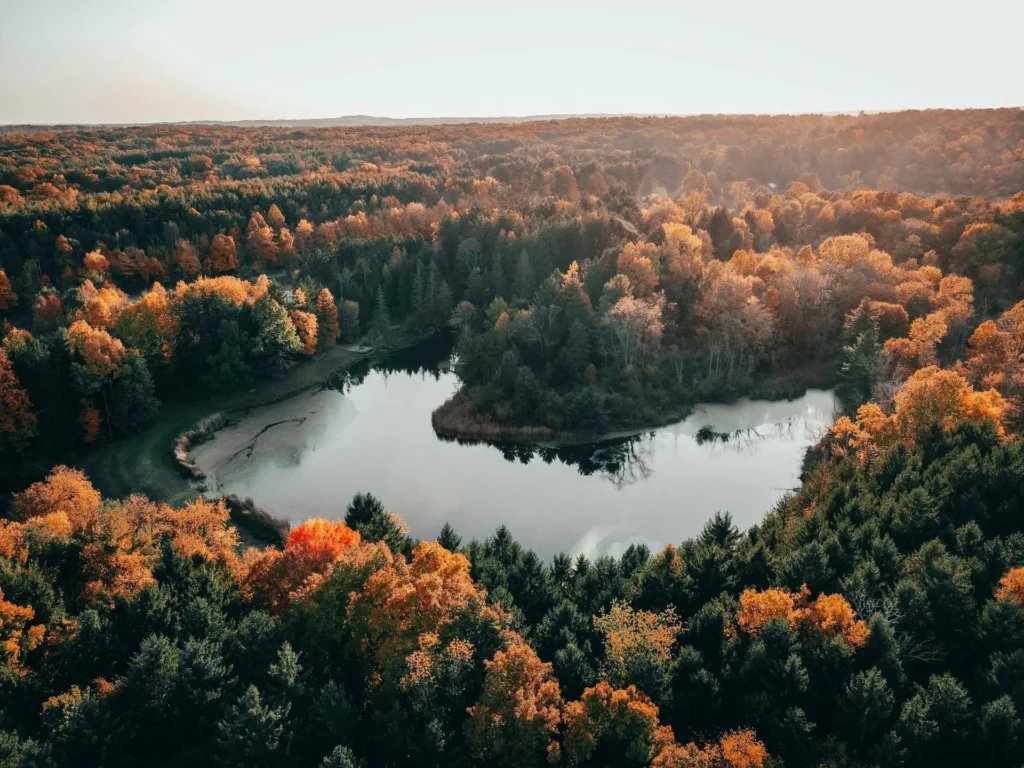 drone shoot of lake surrounded by trees