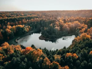 drone shoot of lake surrounded by trees