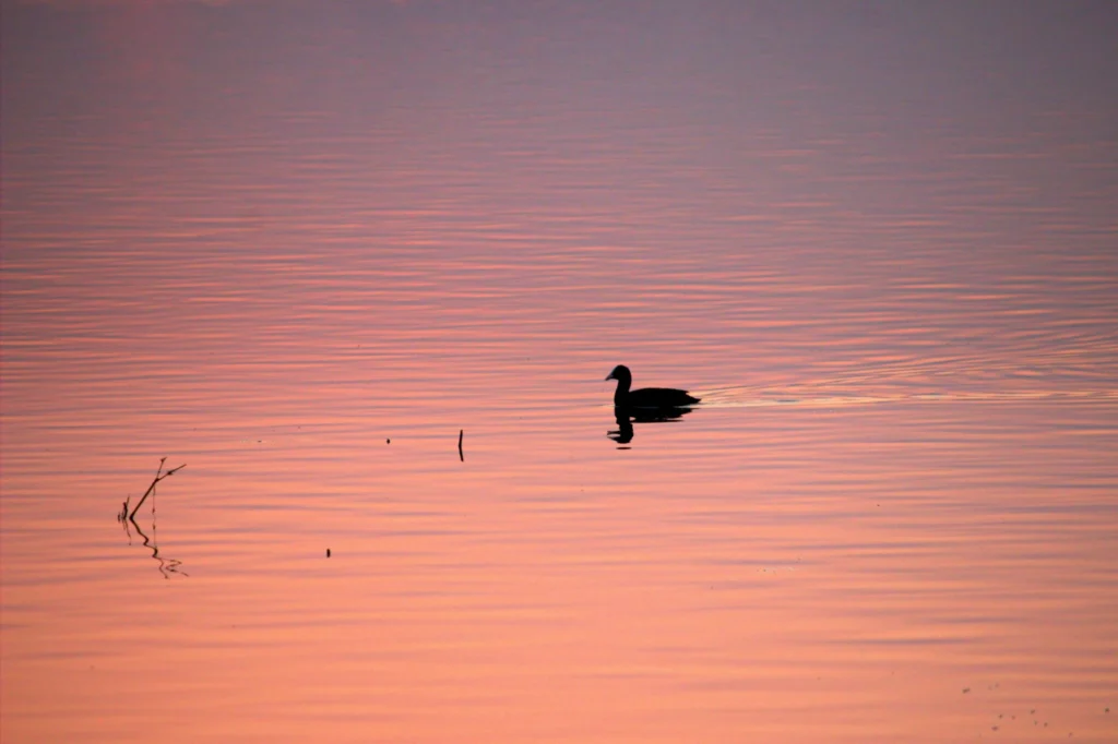 Dreaming of a Lake House? Explore Ohio’s Top Lakes for Buyers duck in water
