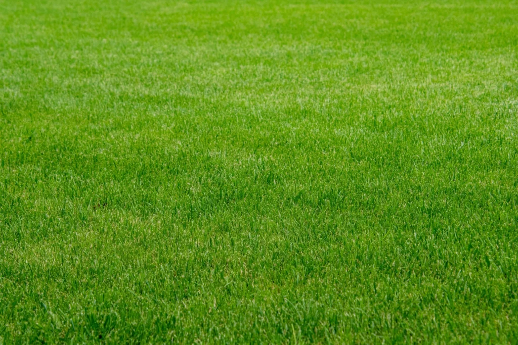green grass 2 1