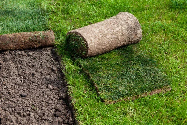 green grass on ground