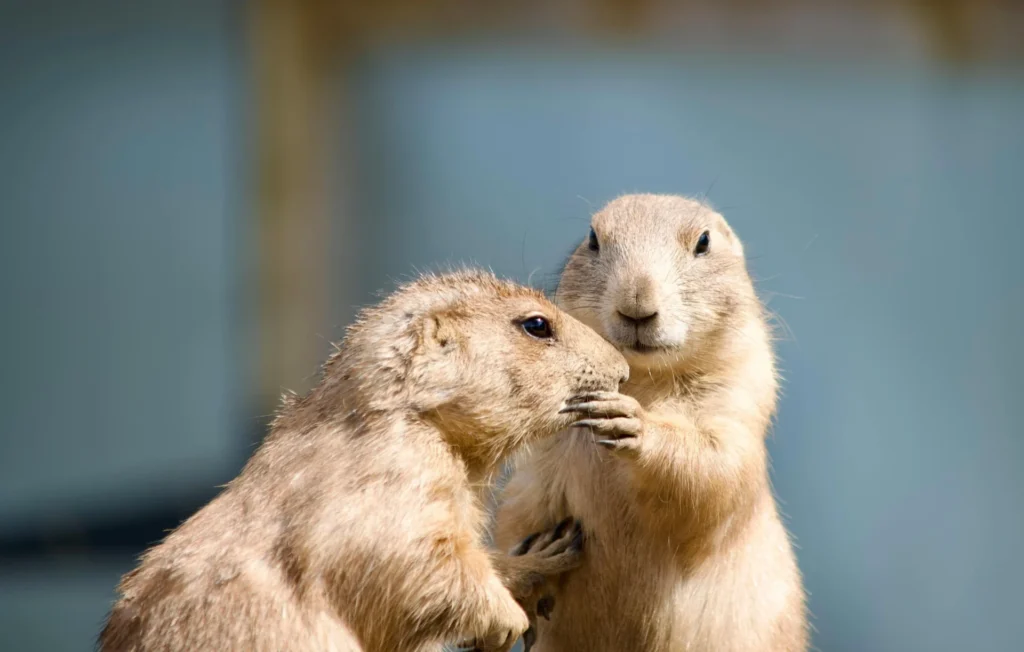 Ultimate Family Event 2025: Families to Parks at Independence Mine in Alaska’s Hatcher Pass marmots