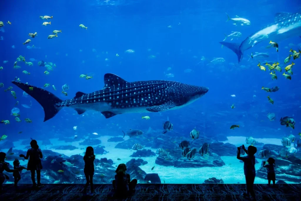 Dive into Wonder: A Day at the S.E.A. Aquarium and Attractions Nearby people standing in front of fish tank