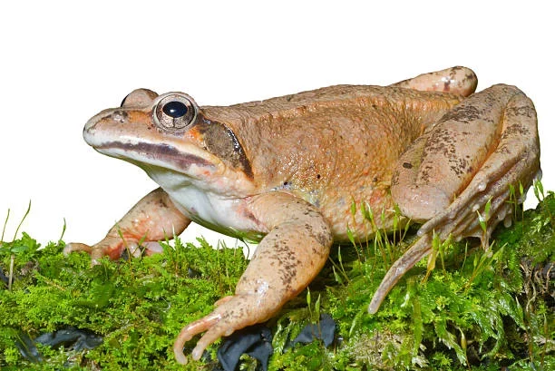 Freeze to Survive: The Astonishing Life of the Alaskan Wood Frog toad