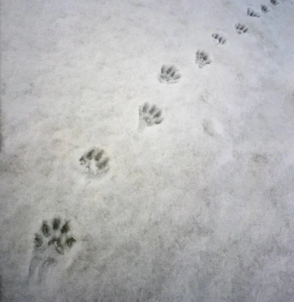 Why Some Alaskans Refuse to Enter Chugach After Dark? trail 1