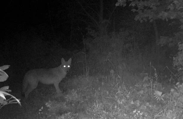 Why Some Alaskans Refuse to Enter Chugach After Dark? wildlife