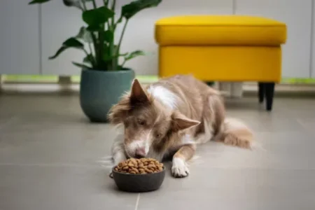 A dog eating food